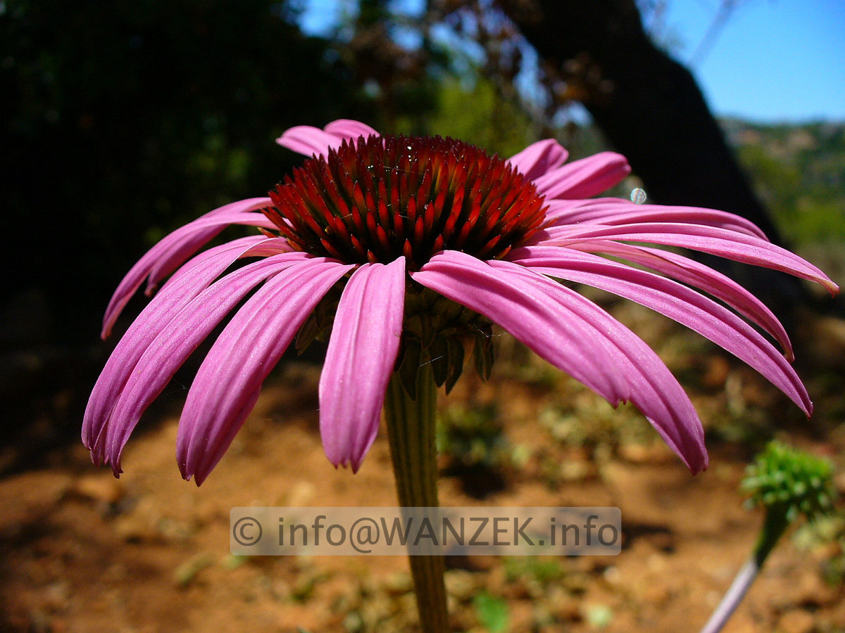 Echinacea purpurea Rubinstern 03.jpg